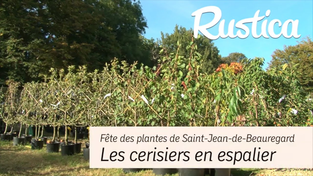 Des cerisiers en espalier au verger