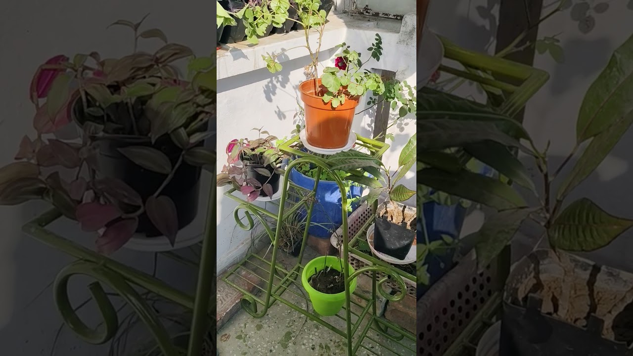 My garden 