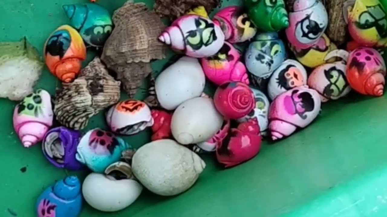 MENYERAMKAN! Berburu keong mas, Kepiting, Udang Warna - Warni, (keong sawah) dirawa angker!  Eps.108