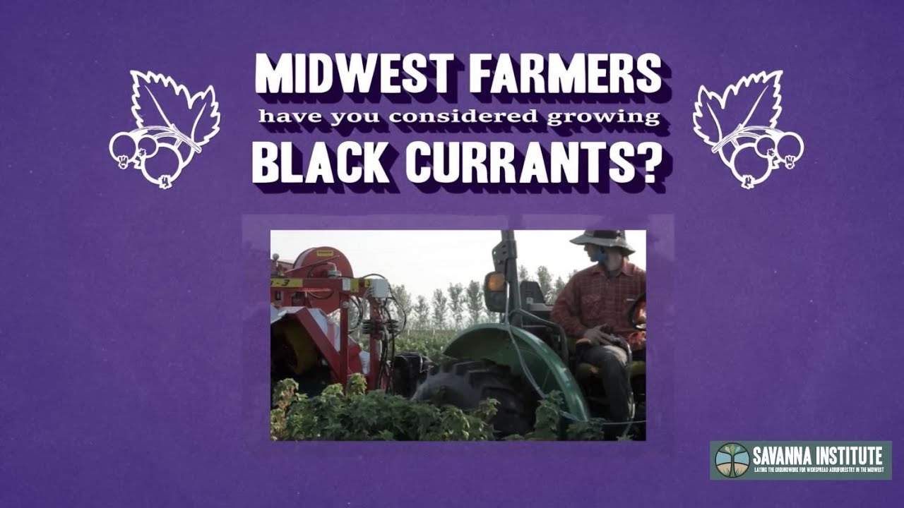 How to Grow Black Currants in the Midwest
