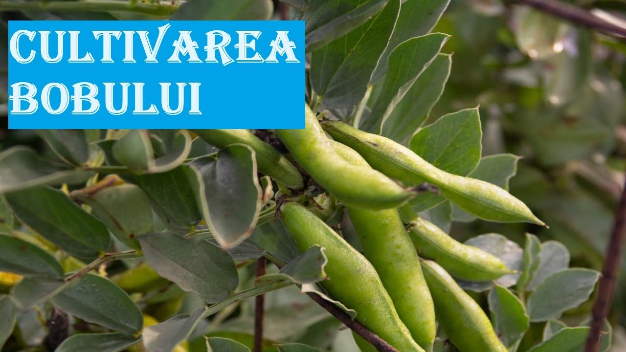 Cum se cultivă bobul- planta minune, care nu trebuie să lipsească din nicio grădină.