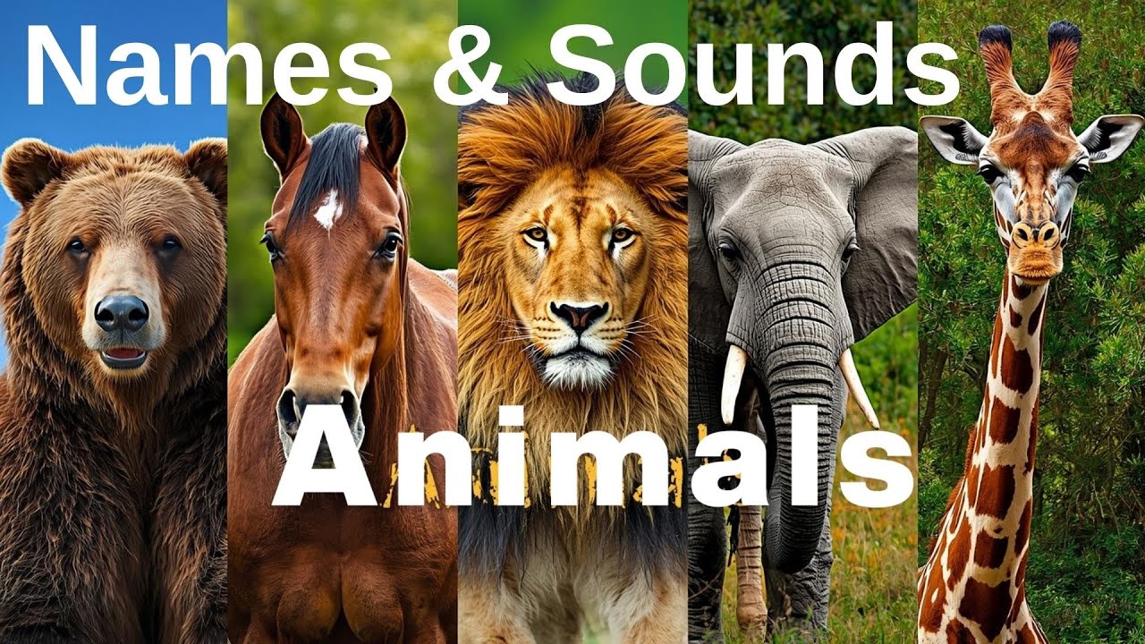 Animal Names and Sounds | Real Animal Pictures & Sounds