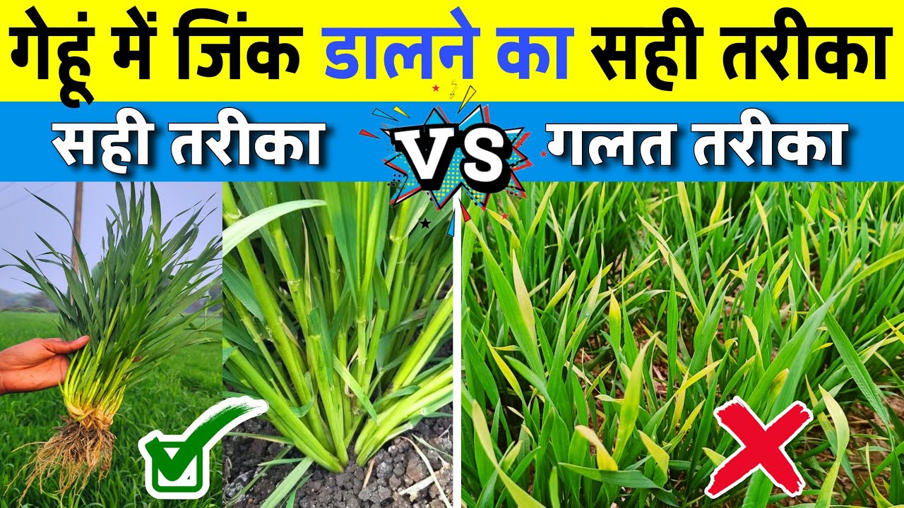 ✅ 🌾 गेहूं में जिंक देने का सही तरीका | Wheat Me Zinc Kab Dale | Zinc Sulphate 33% & 21% Full Guide 