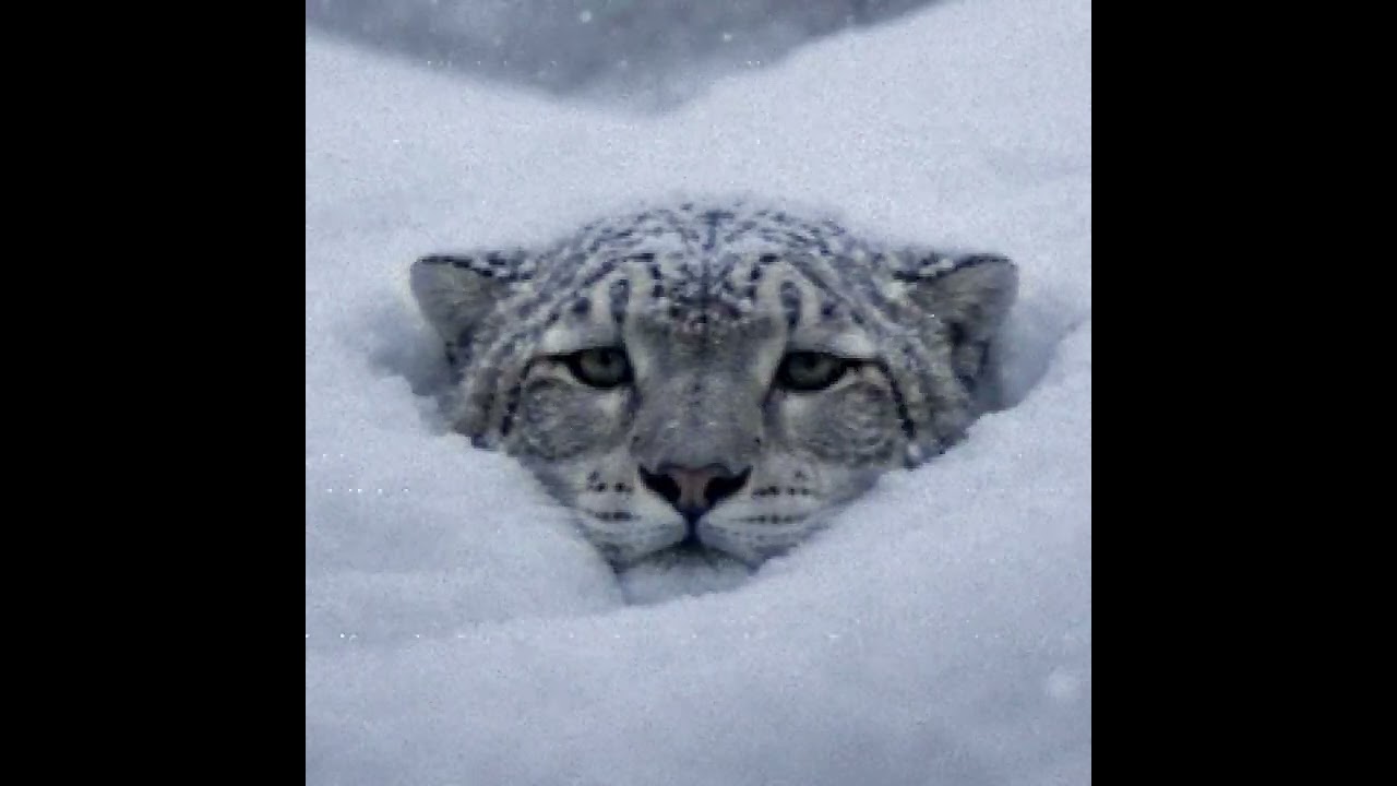 Not a happy new year - Snopard