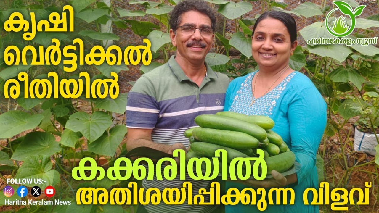 കൃഷി വെർട്ടിക്കൽ രീതിയിൽ; കക്കരിയിൽ അതിശയിപ്പിക്കുന്ന വിളവ്