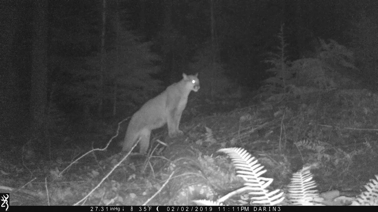 Mountain Lion/cougar whistle