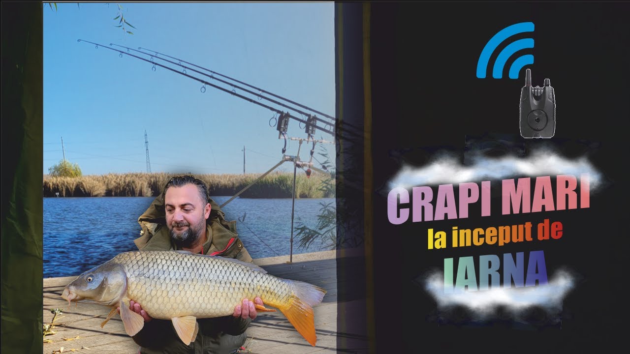 Cum sa prinzi CRAPI MARI la inceput de iarna | Pescuit la crap pe BALTA LAZAR ALEXANDRIA