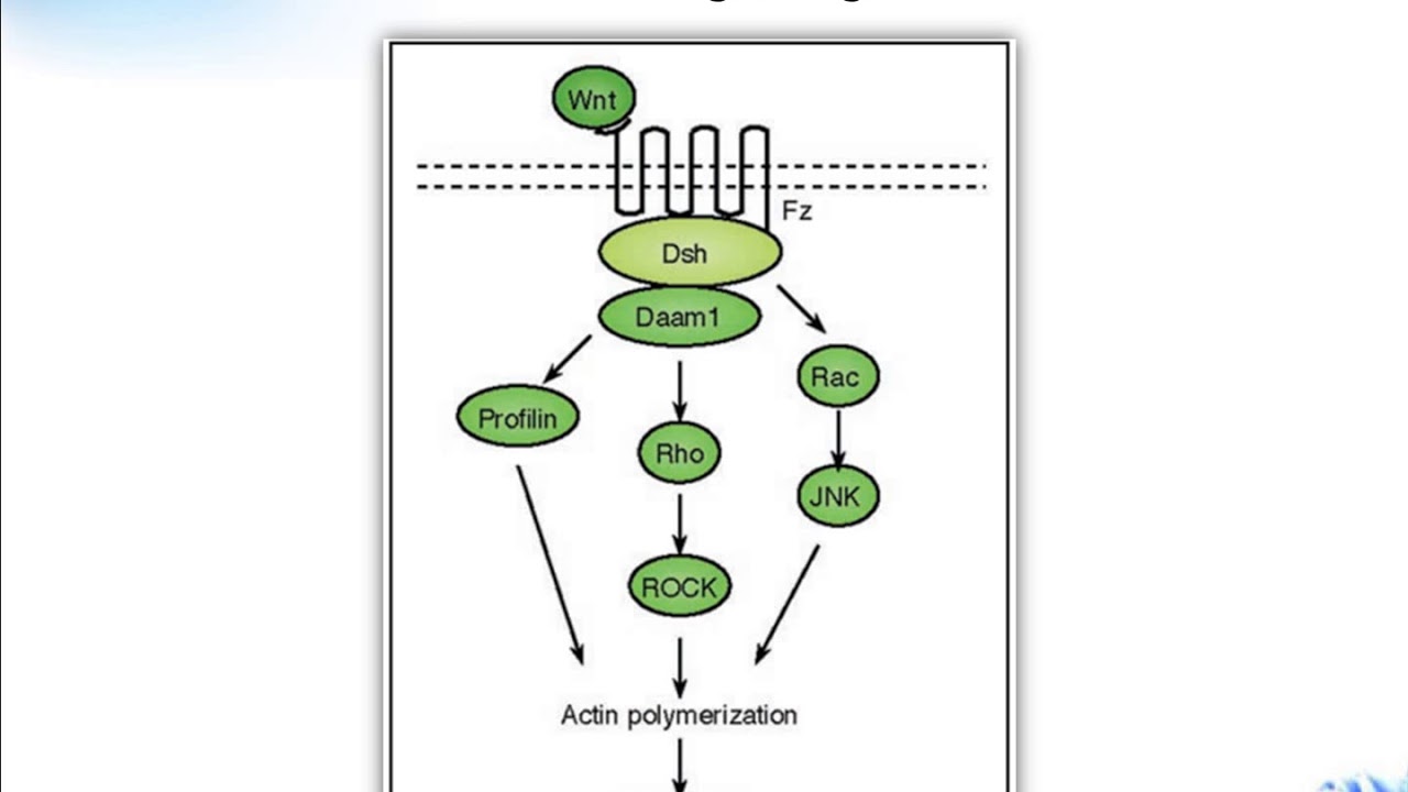 Wnt signaling pathway Creative Diagnostics