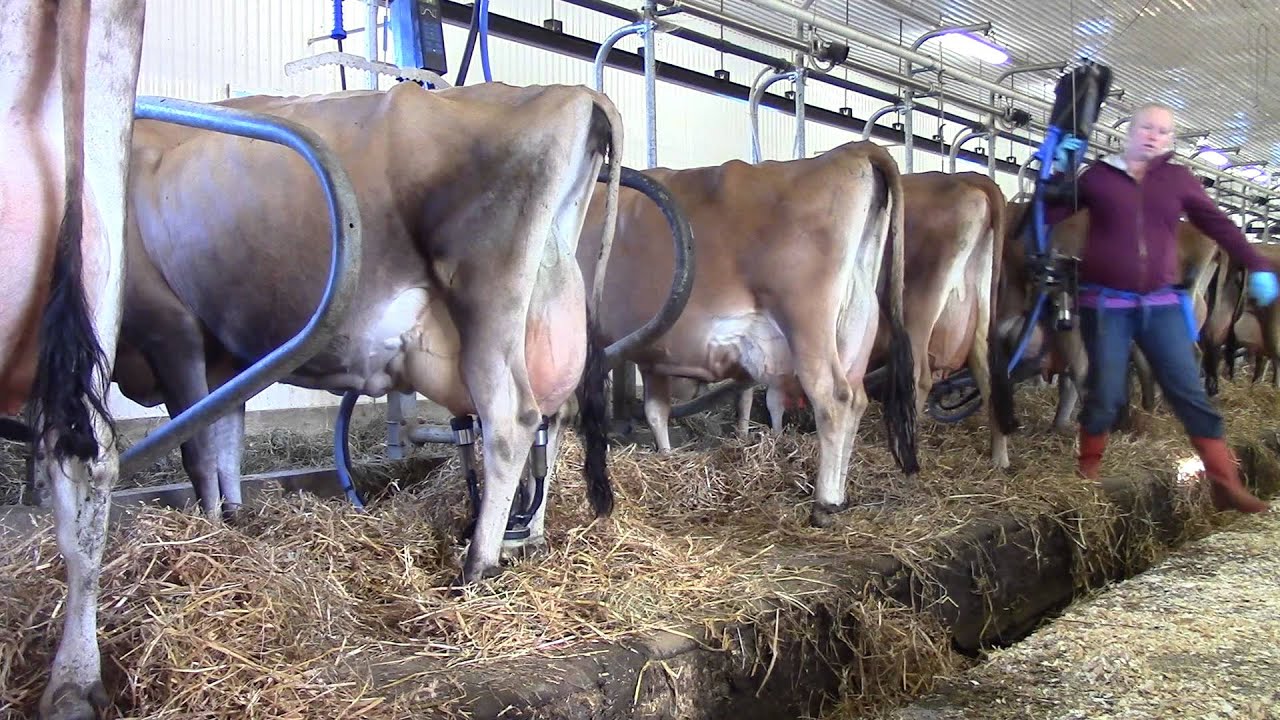 Ferme Laitjoie