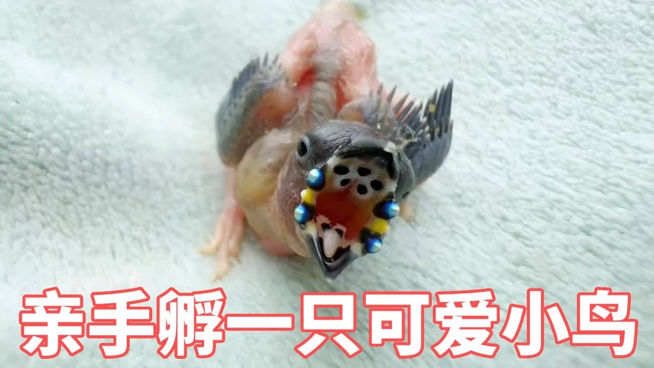 孵了只鸟，吃饱了撑得像个葫芦娃#手养鸟 #神奇动物 #见者好运 #大自然在我手