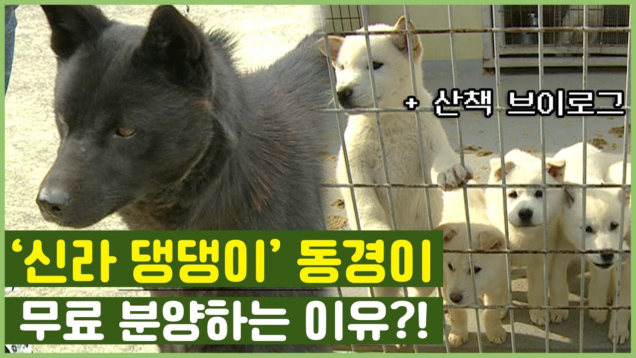 우리 토종개 동경이, 전국민 대상 무료분양 한대요! 같이 산책도 해봤습니다~