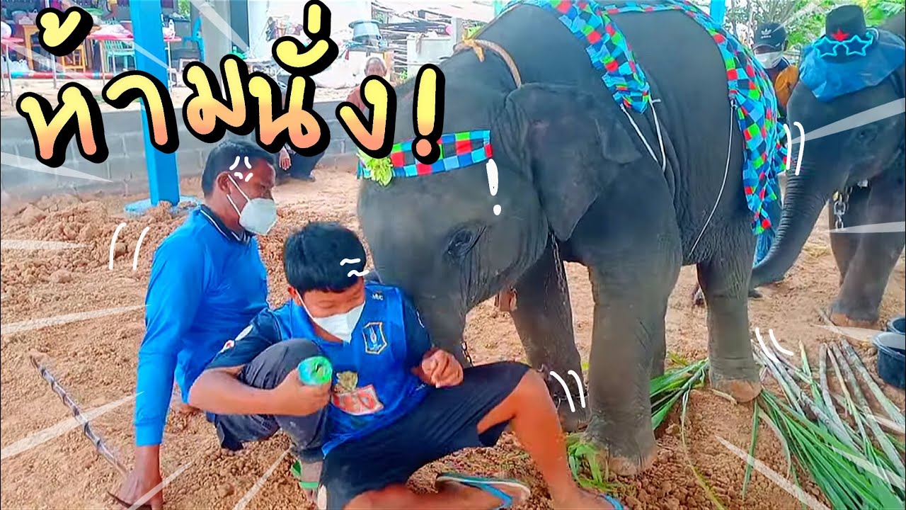 อาการอุ้มบุญดูแปลกๆ พี่ป้ายนั่งแต่อุ้มบุญไม่ยอม‼️ ผลักเต็มที่ งอแง⚠️|พัง อุ้มบุญ