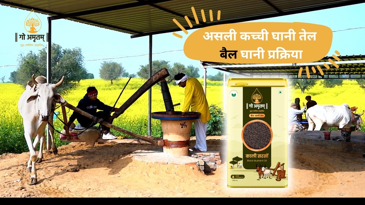 असली कच्ची घानी सरसों तेल | Traditional Bail Ghani Cold Pressed Mustard Oil | Gau Amritam