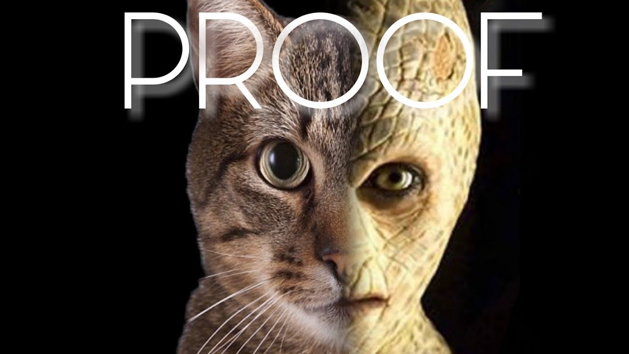 PROOF cats are secretly reptiles