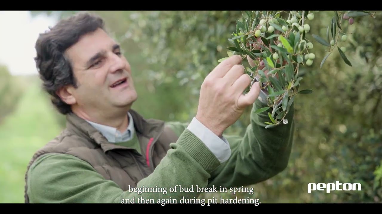 Pepton: Biostimulation to transform Olive Cultivation in Calcareous Soils (English Subtitles)