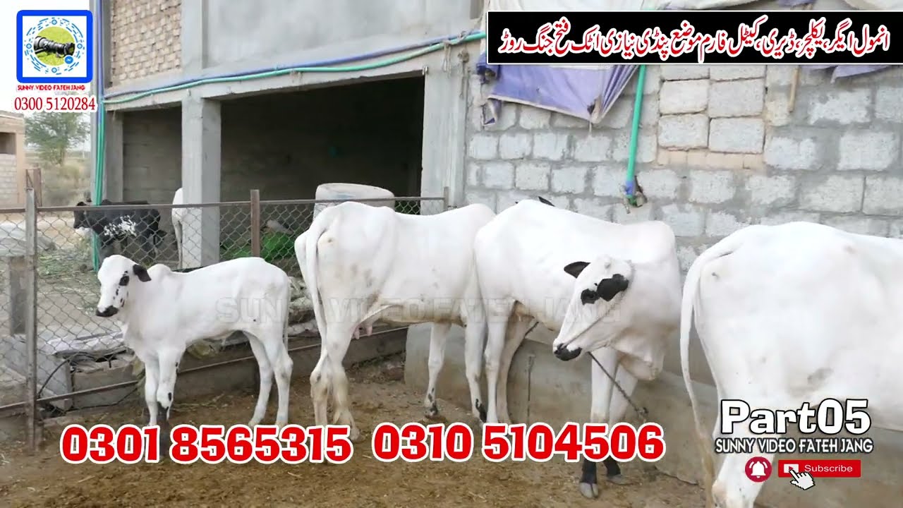 ANMOL Agriculture Dairy And Cattle Farm Pand Nayizi Fateh Jang Rod Attock 0301 8565315 Part05  2022