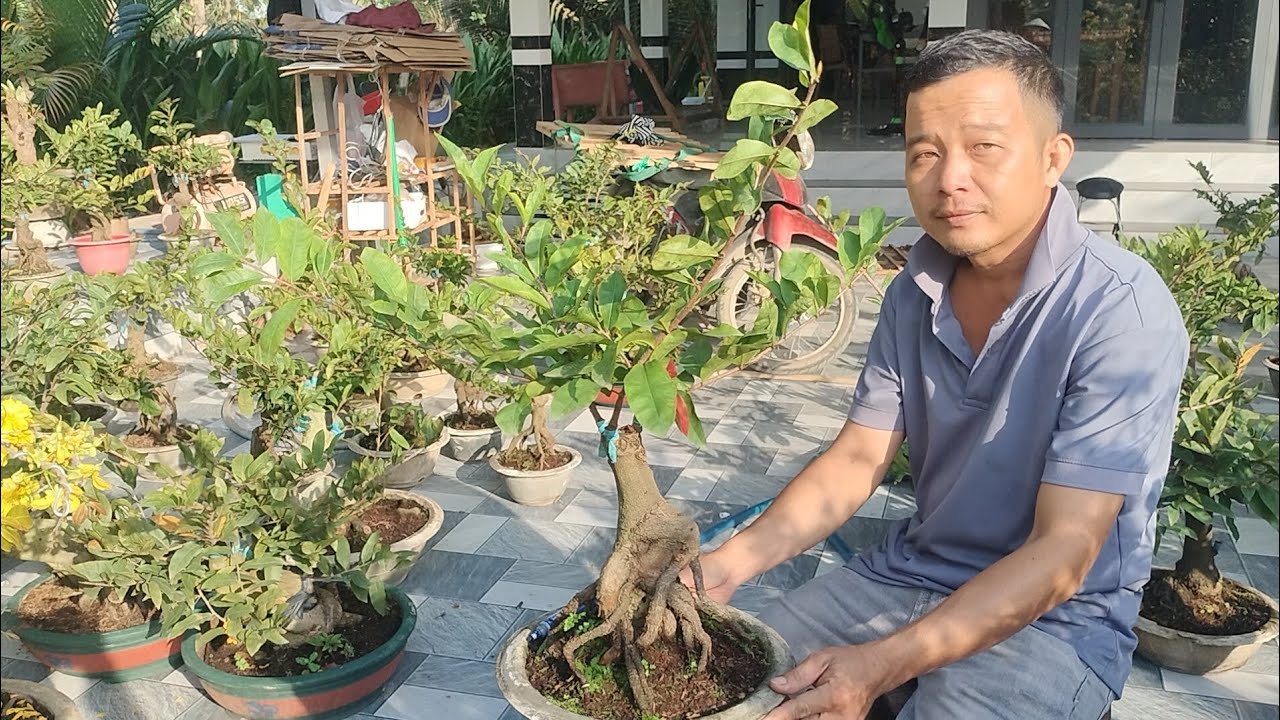 Mùng 8 tết giảo lộc đỏ trường thịnh bonsai đế Quái giá chỉ 400k ☎0939099607 hằng