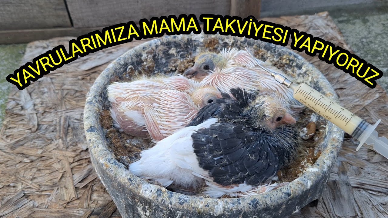 YAVRU GÜVERCİNLERE MAMA TAKVİYESİ YAPIYORUZ #taklacıgüvercin #guvercinler #pigeon 