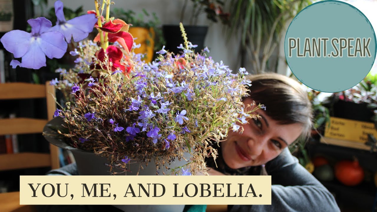 Lobelia Earinus - garden lobelia/growing/seeding/planting/blue flowers