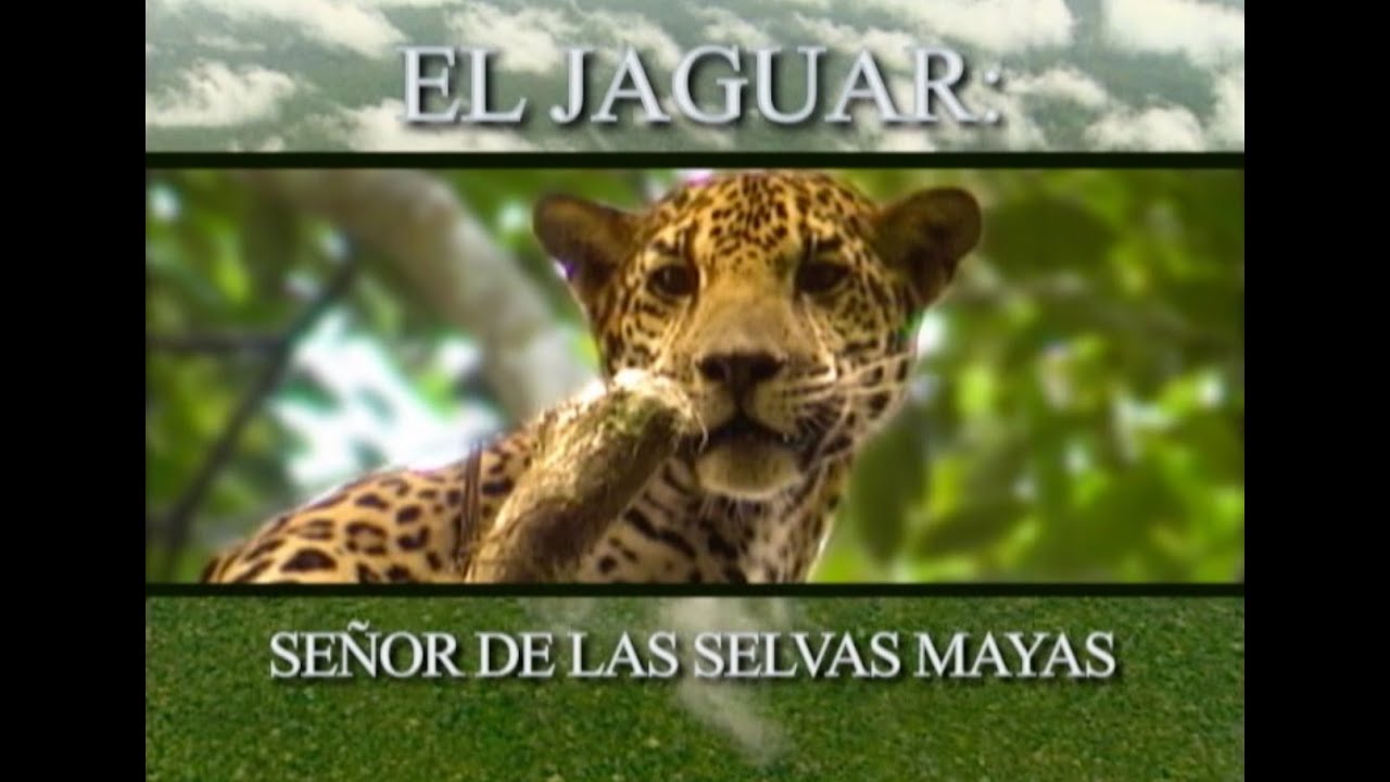 El Jaguar: señor de las Selvas Mayas