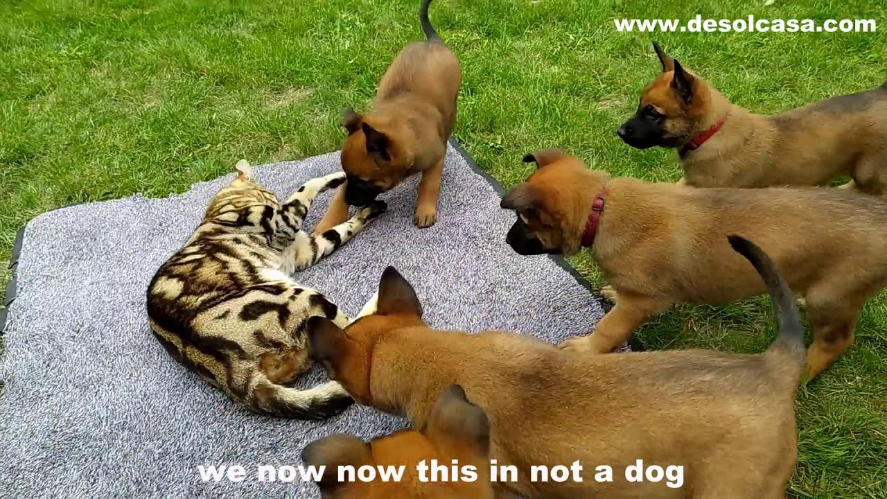 Meet the Next Generation of K9 Cops: Malinois Puppies in Training
