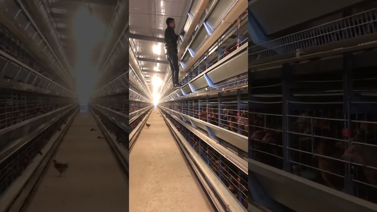 HIGHTOP Automatic Layer Equipment