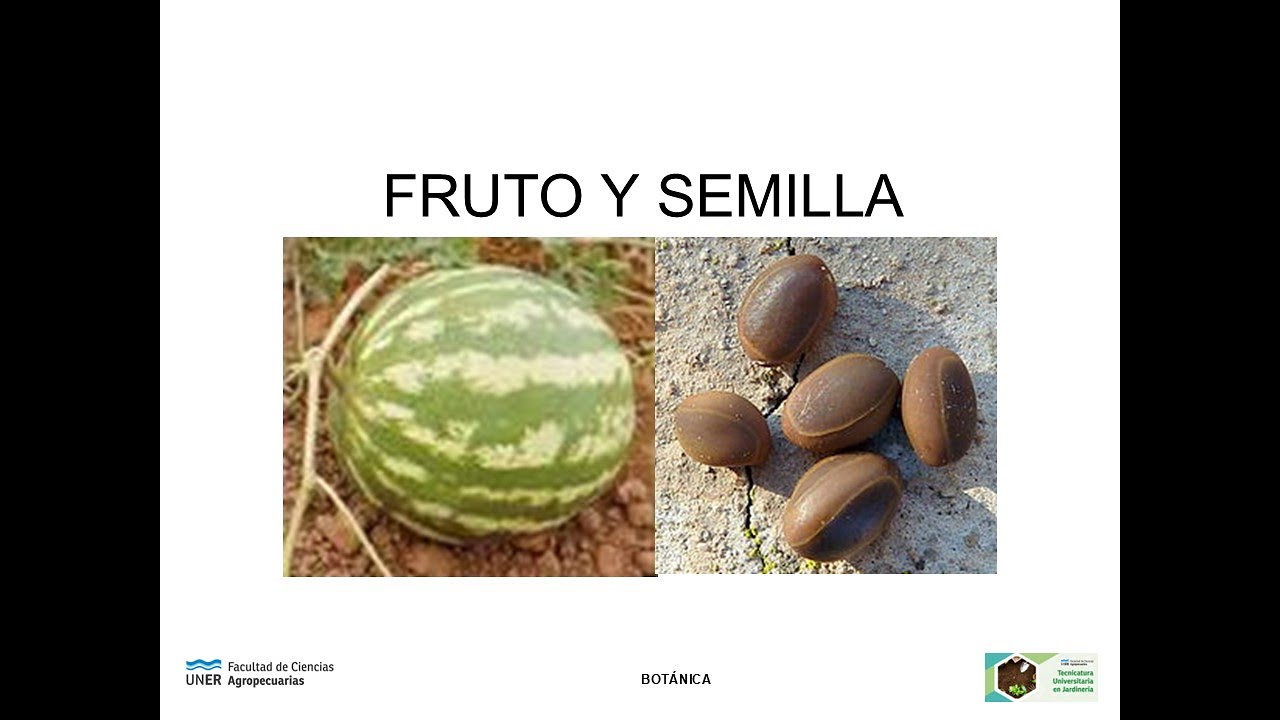 Fruto y Semilla