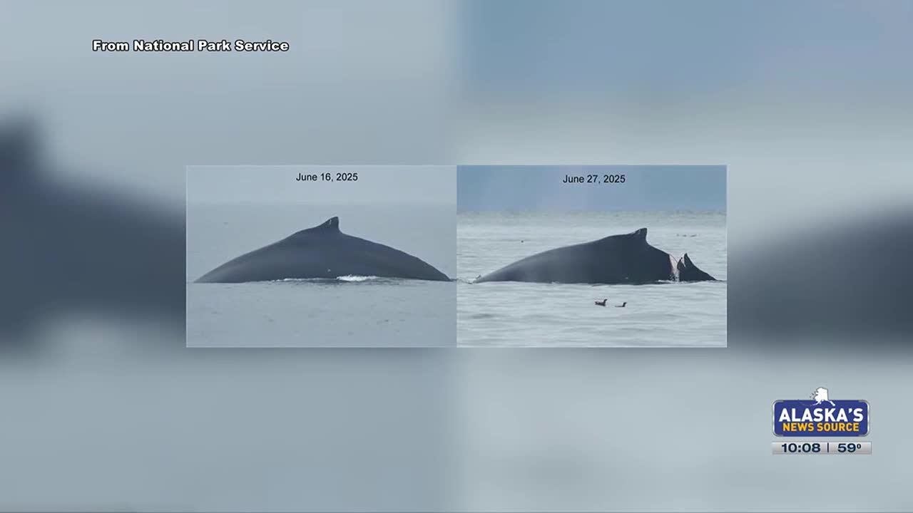 Humpback whale injured in Glacier Bay after suspected vessel strike
