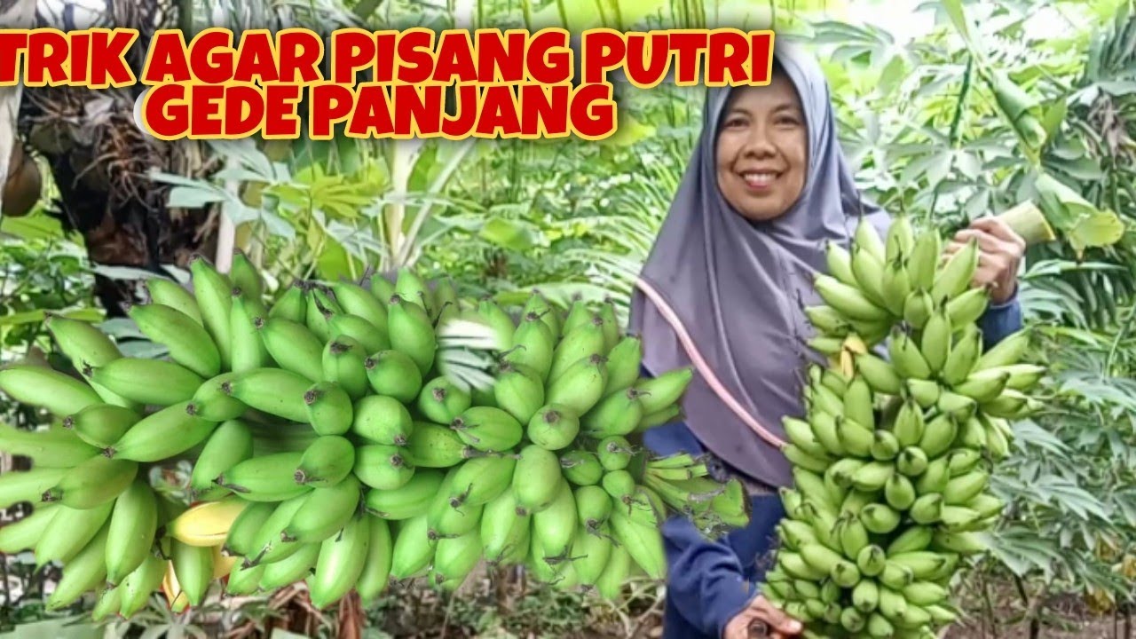 RAHASIA PISANG MULI BERBUAH PANJANG DAN BESAR