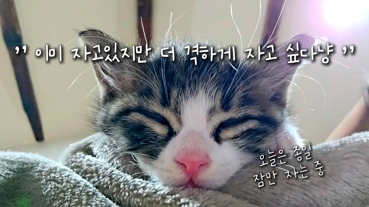 오늘은 꿀잠모드? 어쩐일로 하루종일 잠만 자는 까불이 대장 미미의 숙면 스토리