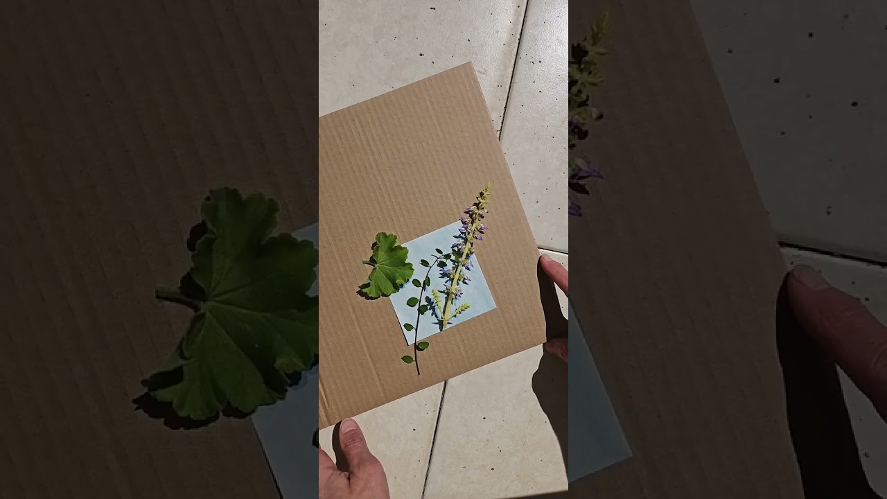 Sunprint Kit How To Video 😎📷✨