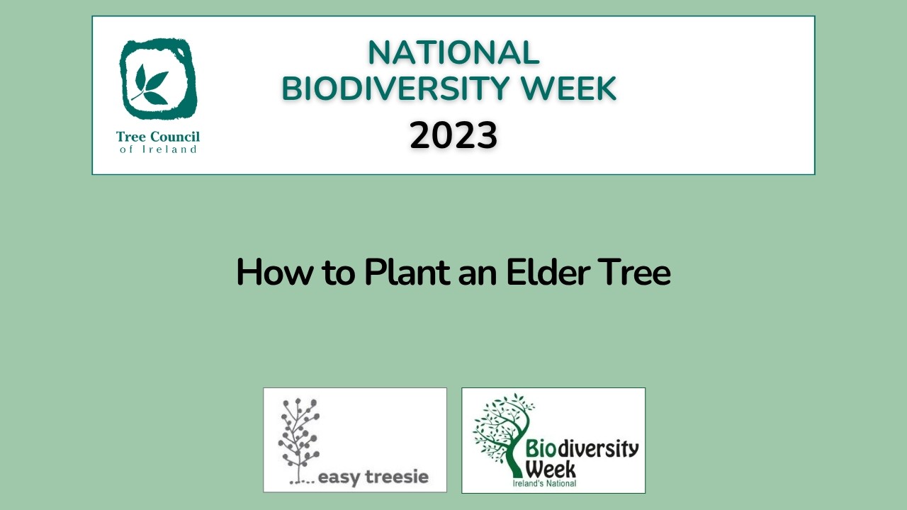 How to plant an elder tree