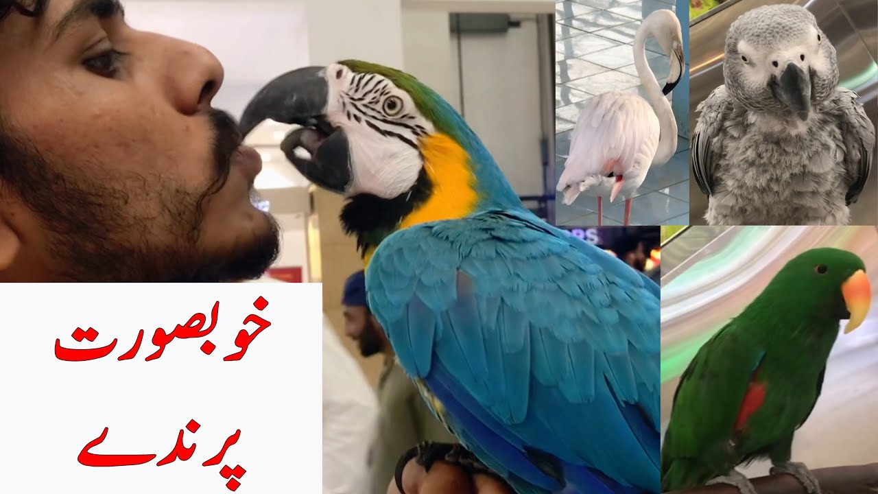 We enjoyed the Company of Birds in DHA 360 Zoo | Visit of Zoo in Multan City | Doctor Bhai Vlogs |
