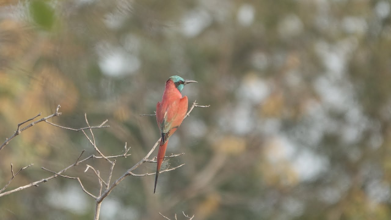 Birding Ghana 2022  Savannah region  part one