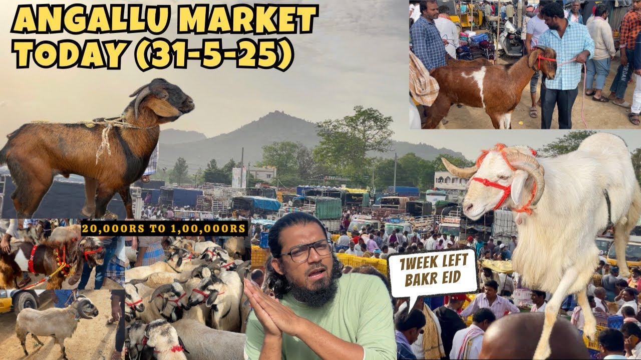 Sirf 6 Din Hai Eid Ke Liye | 31-5-2025 Angallu Saturday Market Sheep & Goat - Full Public  Bakr Eid