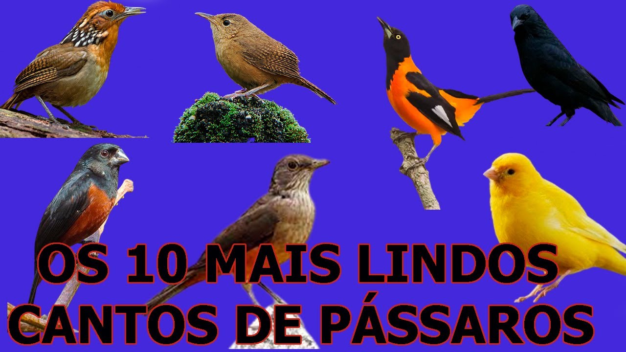 Os 10 Cantos de Passaros Mais LINDOS -  Canto dos Passaros!!!