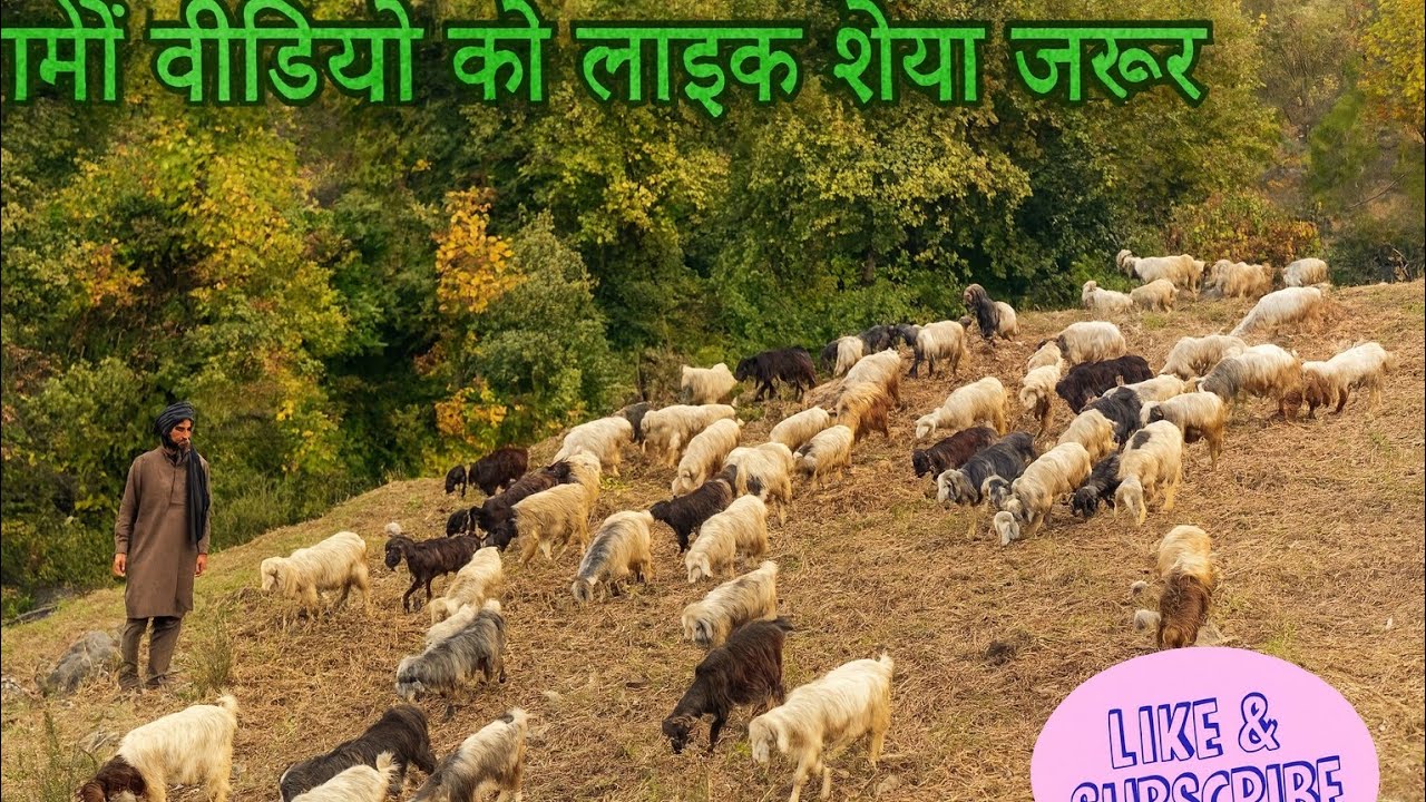 Life of Sheep and Goat Herders | Nomads of the Mountains || Kashmiri Goat ||