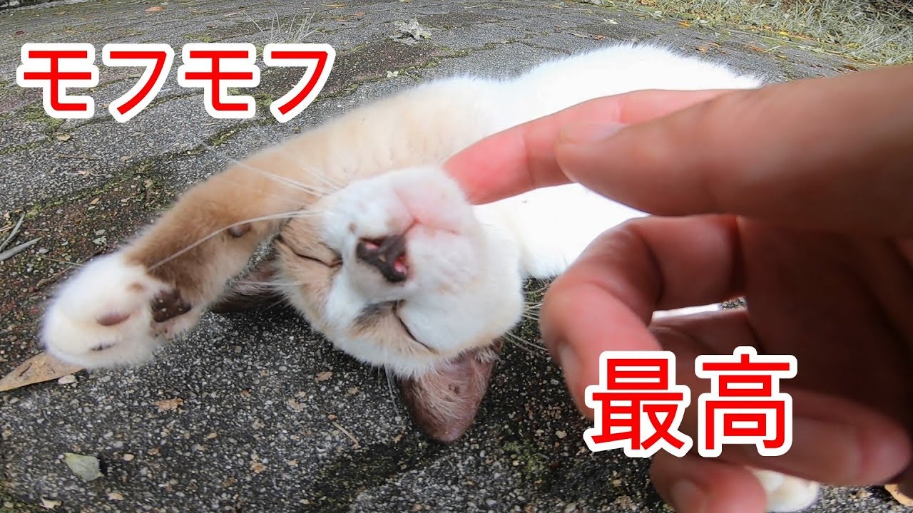 シャム柄ネコさんモフモフ中に爆睡してる間に黒猫が鳴きながら甘えてくる。