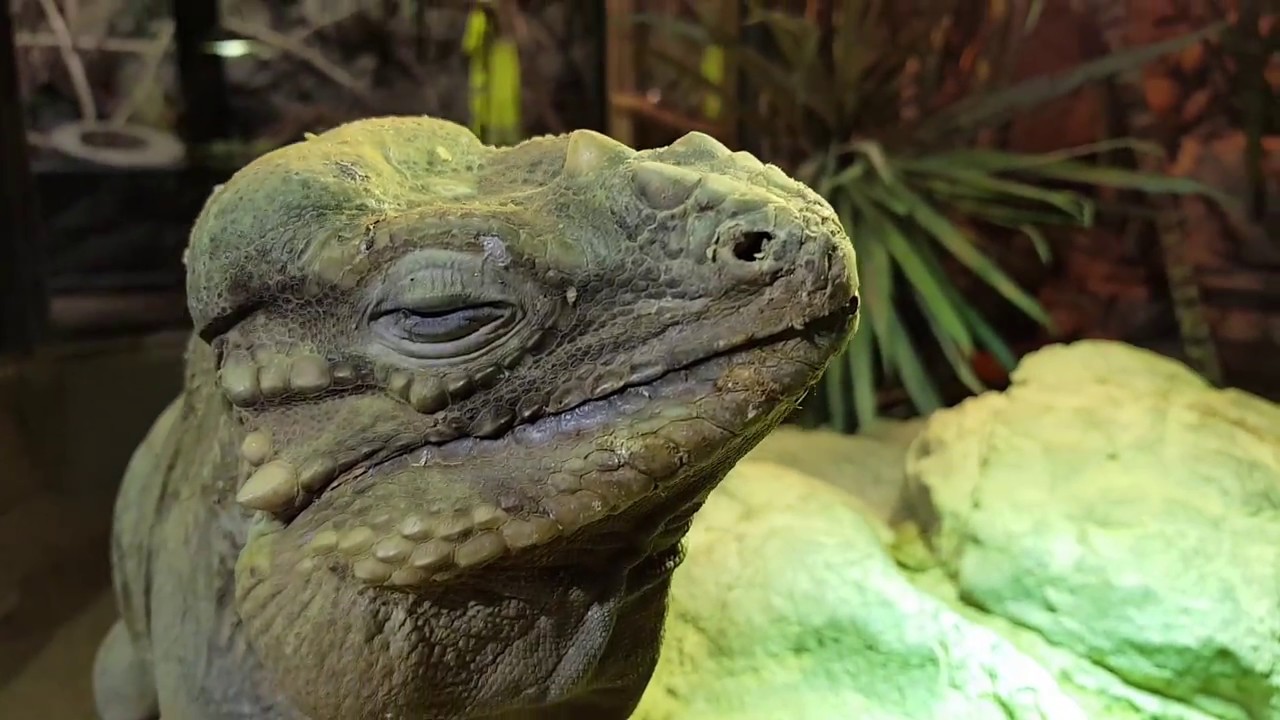 Tropicarium Budapest - Orrszarvú leguán