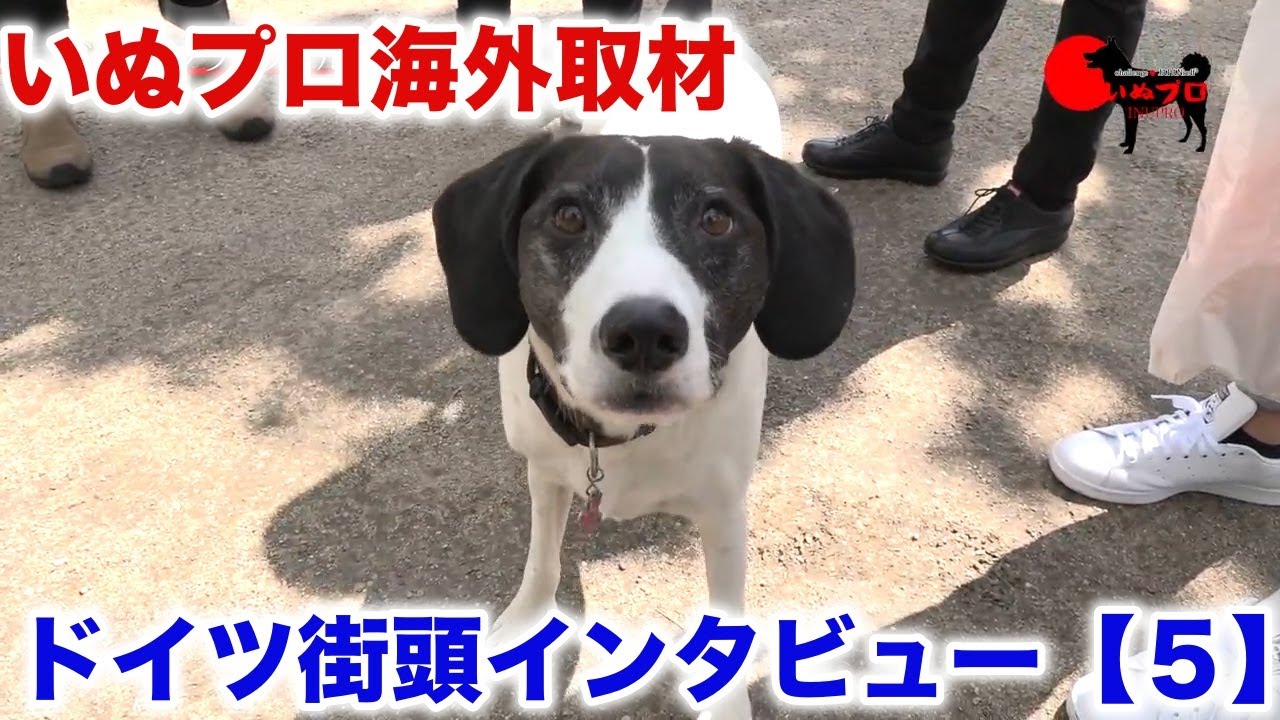 ドイツ　フランクフルト　街頭インタビュー５　いぬプロ海外取材2018　PSDドッグサポートセンター　いぬプロ　inupro　海外取材　犬　しつけ　教育