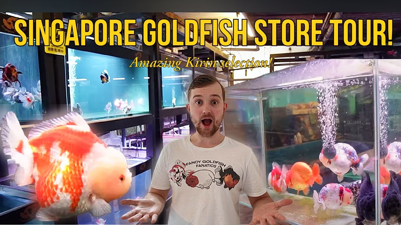 Fancy goldfish breeder/ store tour | Walk around visit | TOP Ranchu goldfish