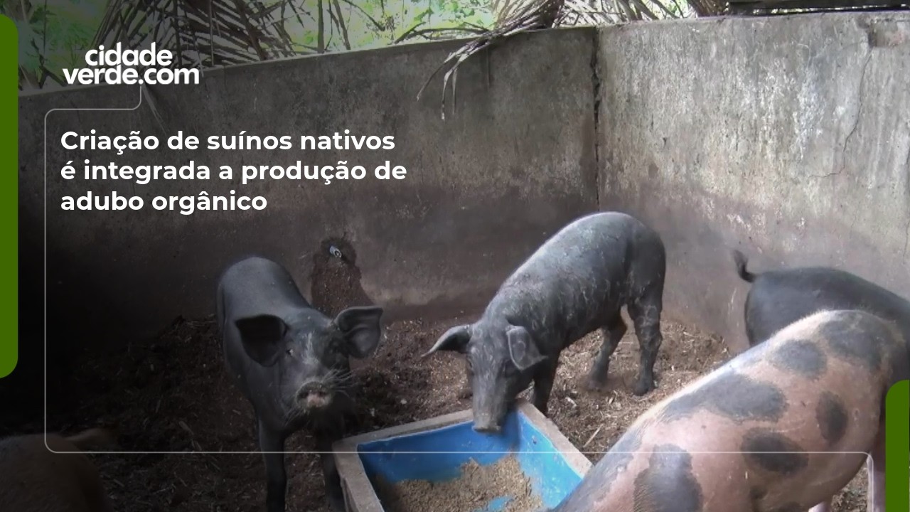 Criação de suínos nativos é integrada a produção de adubo orgânico