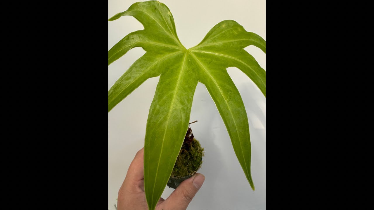 午後も植える