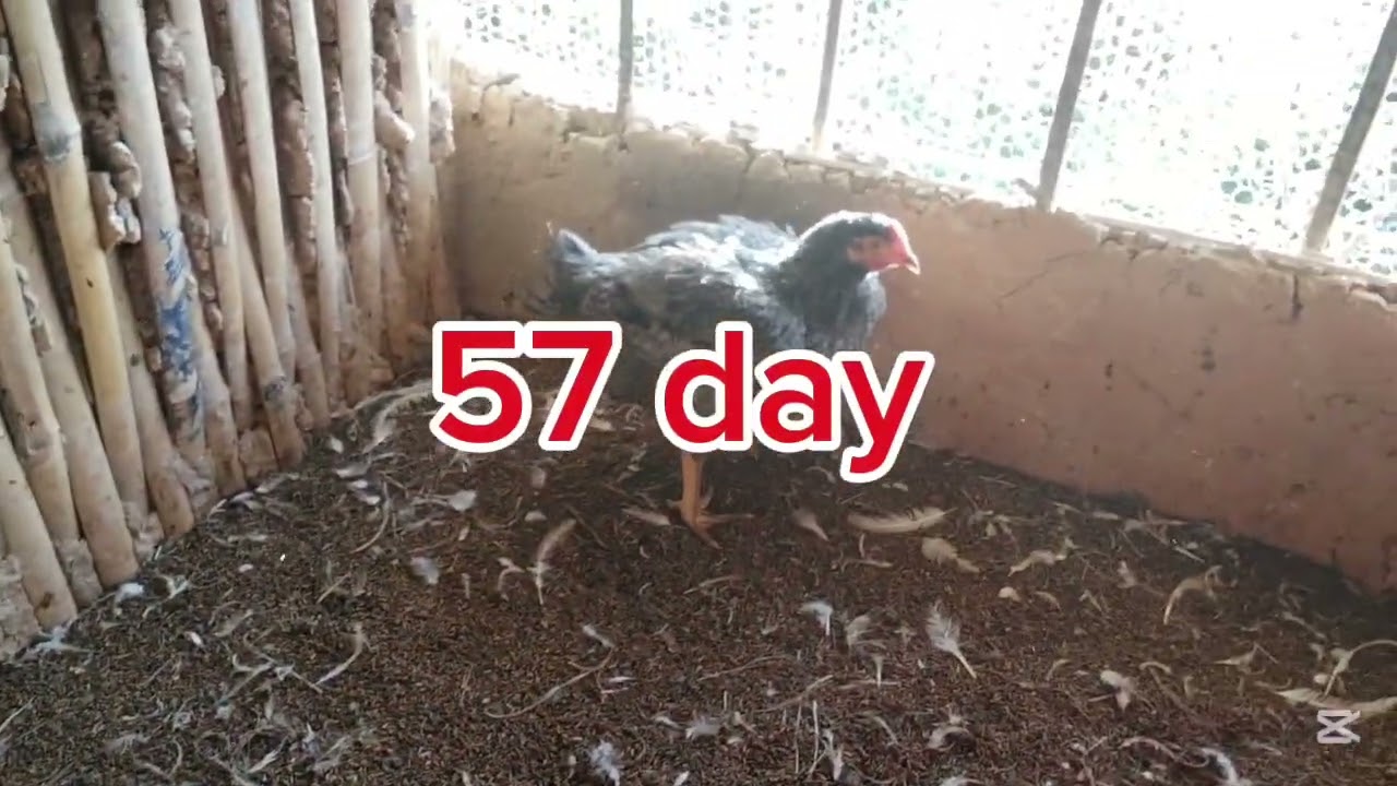 Boiler poultry farm 