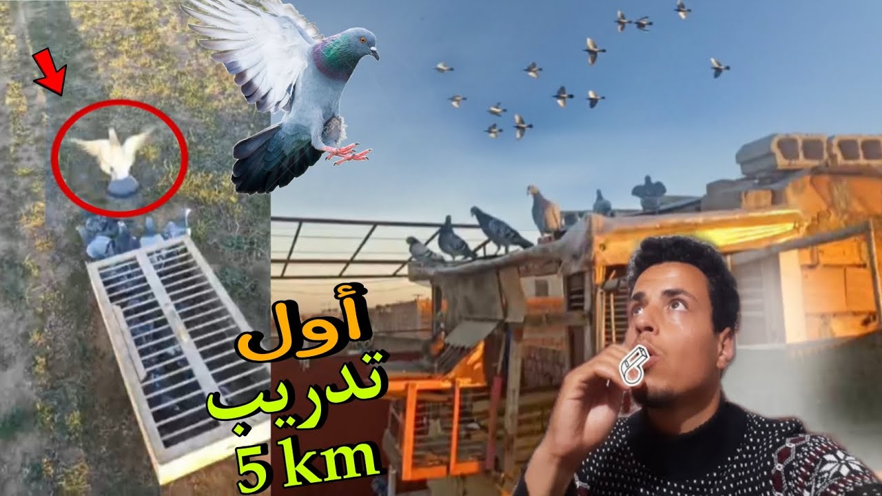 أول تدريب 5Km للحمام زاجل هذا موسم ( للأسف 😟 )  |  hamam zajil 2024