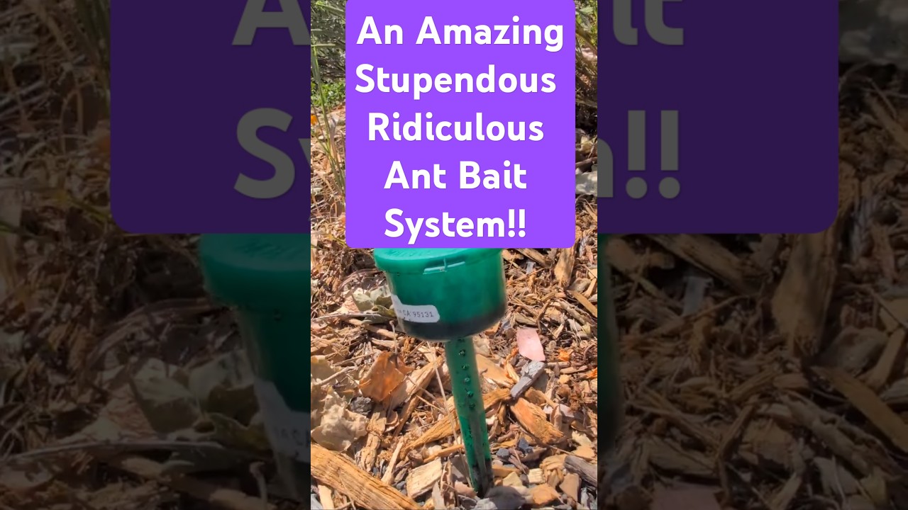 Ant Bait on Steroids! Look at this Ant Control Solution!