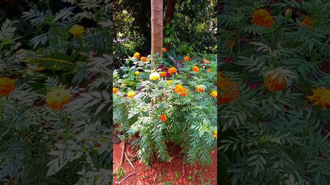 Marry gold/Marrygold in my garden