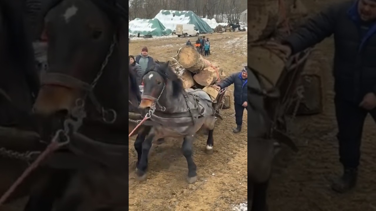 Śledzenie najsilniejszego konia Rumunii #koń #konie #sterstallion