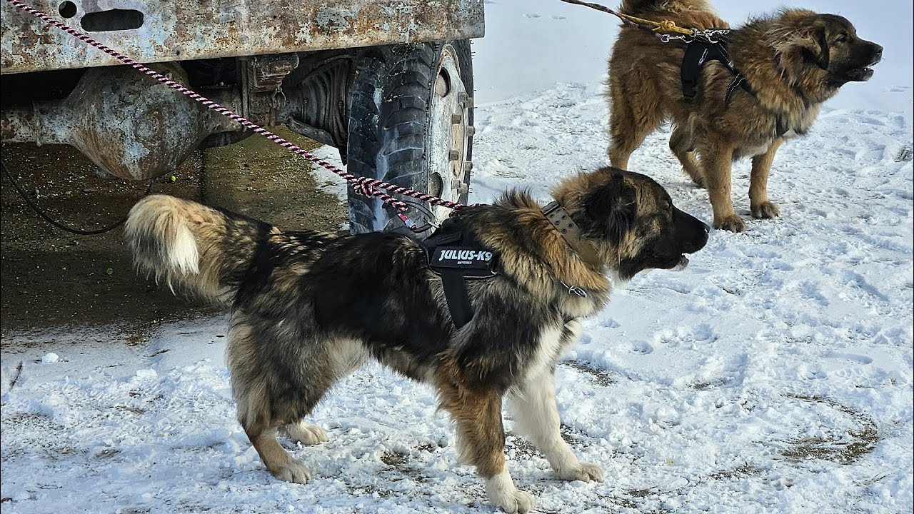 Defense training, Radotin 12. 1. 2025. Lištička K9 CCOC Training and Psí škola Buck