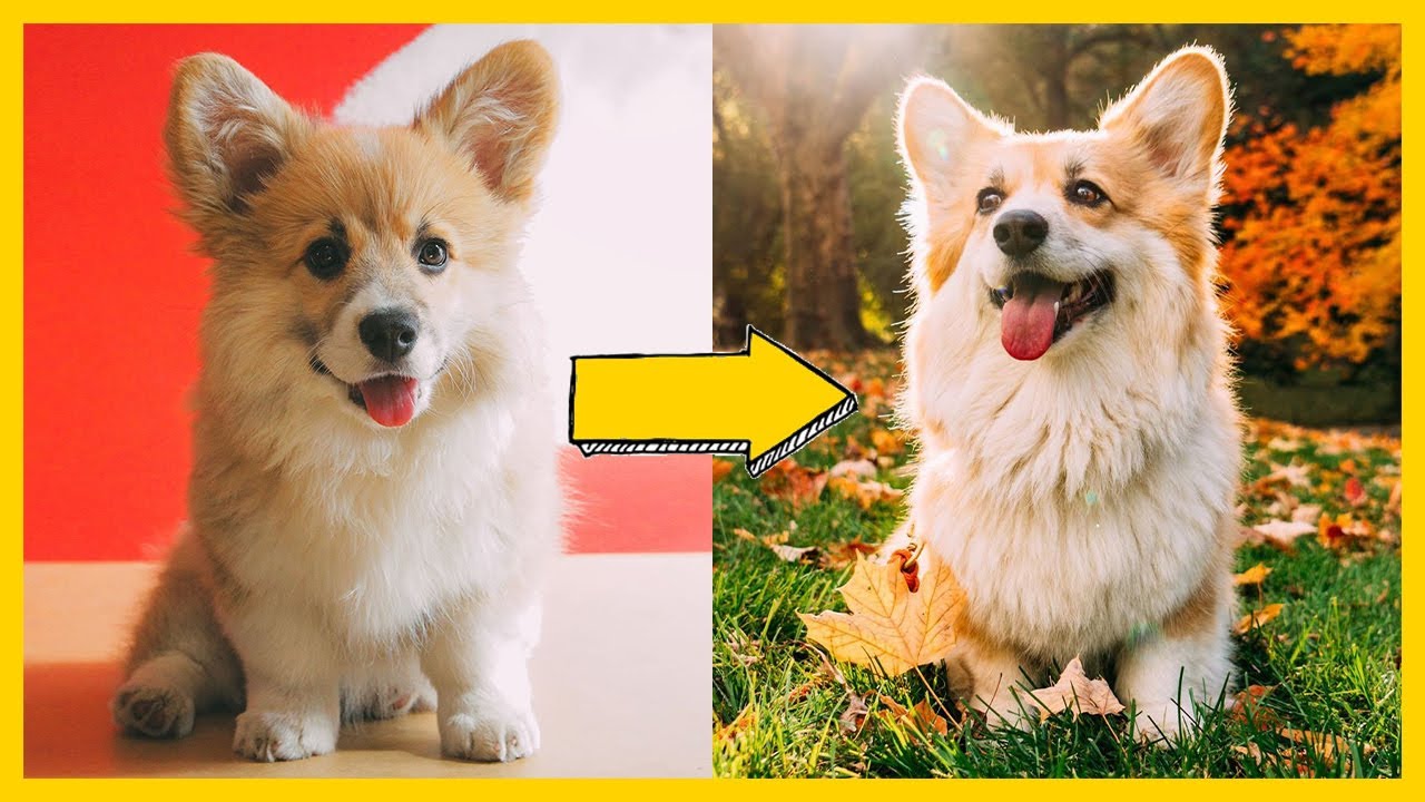 The Crazy Life of an Internet-Famous Corgi